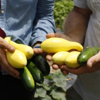 hands holding summer squash