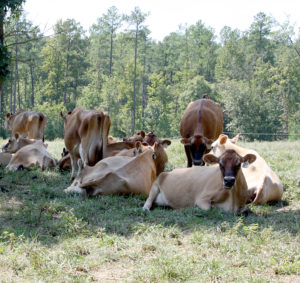Jersey cows in the shade in a field
