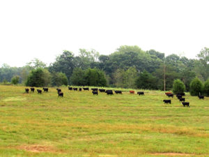 cows in large grassy field