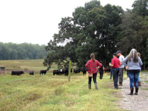 people looking at cows across fence