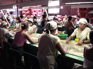 Nicaraguan woman sorting coffee beans while sitting at a long table indoors