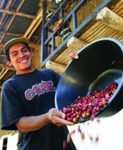 man pouring coffee cherries from a bucket