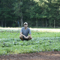 man squatting in field with rows of lettuce