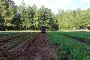 man squatting in field with rows of lettuce