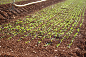 rows of tiny lettue plants in field