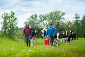 two people leading herd of cows across field