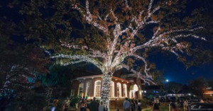 large oak tree without leaves, filled with white lights