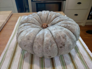 gray, bulgy jarrahdale pumpkin