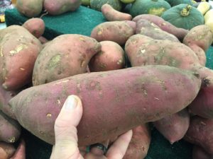 hand holding large sweet potato