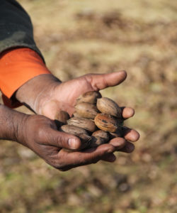 hands holding pecans in the shells