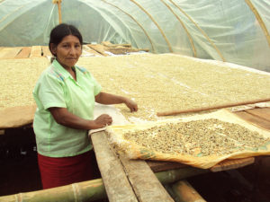 woman in tent sorting trays of small coffee beans