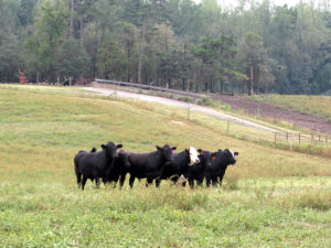 row of cattle in a field