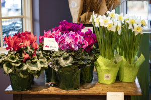 potted daffodils and cyclamen