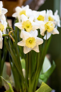 potted daffodils