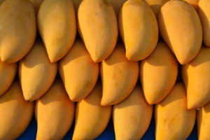 rows of overlapping ataulfo mangoes