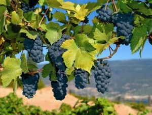 grapes hanging from vines with an arid background