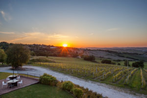 a vineyard with a setting sun behind it
