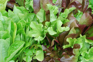 baby lettuces growing in the dirt