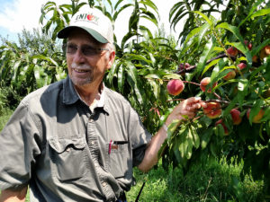farmer with peaches on tree