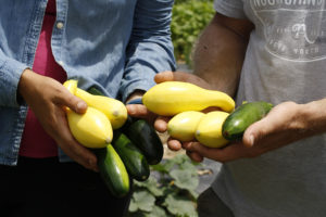 hands holding summer squash