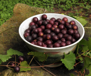 Muscadine Grapes in a bowl outside on a rock.