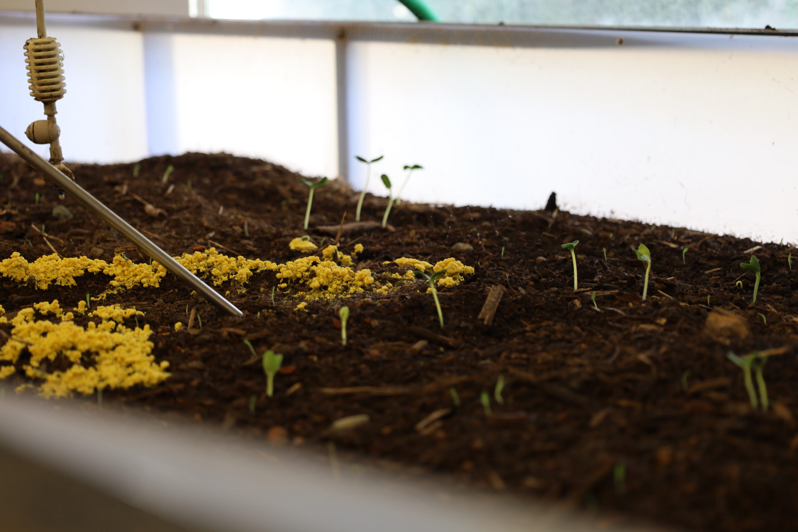 Union Grove Farm Weaver Street Market